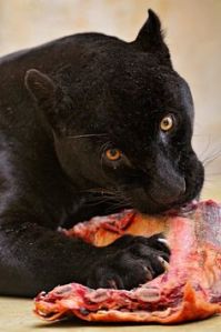 panther eating