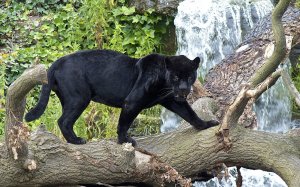 panther on tree